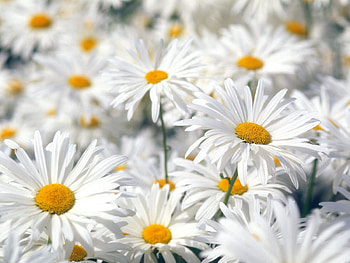 Flowers, Camomile, Plant, Macro, Field HD wallpaper