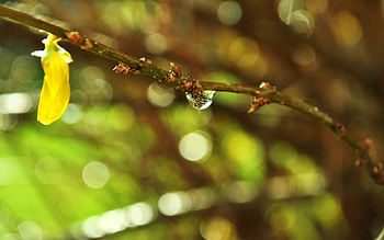 Plant, Macro, Branch, Drop, Dew HD wallpaper