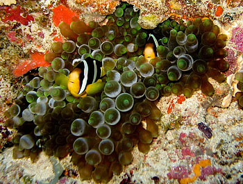 Let's Play Hide and Seek, fish, ground, ocean, rock HD wallpaper