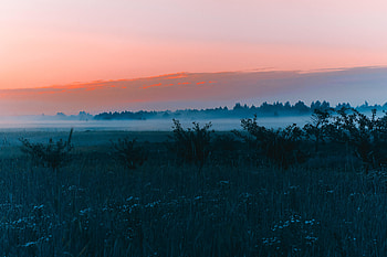 Landscape, Nature, Grass, Dawn, Forest, Fog, Field HD wallpaper