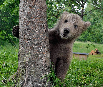 medo, little bear, nature, hiding, tree HD wallpaper