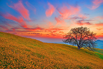 Spring carpet, blue, golden, coral, wild flowers, sky, hill, sunset, tree HD wallpaper