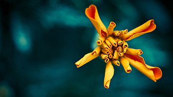 Background, Flower, Macro, Petals, Blur, Smooth HD wallpaper
