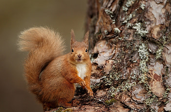 Animals, Squirrel, Wood, Tree, Sight, Opinion, Animal, Bark HD wallpaper