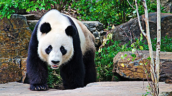 Animals, Stones, Branches, Stroll, Panda, Big, Large HD wallpaper