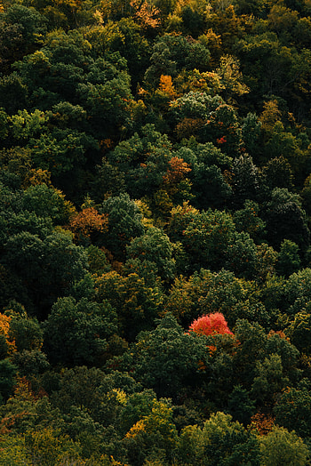 Nature, Trees, View From Above, Forest HD phone wallpaper