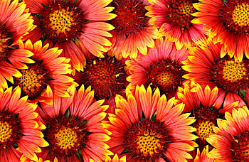 Flowers HD wallpaper