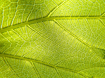 Veins, macro, leaf HD wallpaper