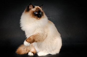 Animals, Cat, Fluffy, Color, Breed, Ragdoll HD wallpaper