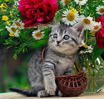 cute kitty, graphy, animals, cats, cool, cute, nature, flowers HD wallpaper
