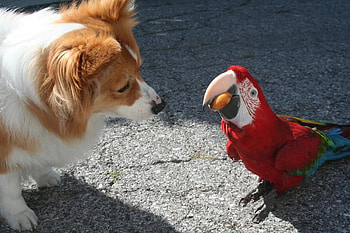 Conversation, dog, bird, animals, cute, funny, parrot HD wallpaper