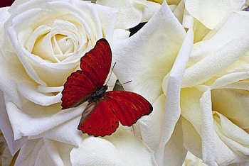 gentle touch, rose, white, butterfly, red HD wallpaper