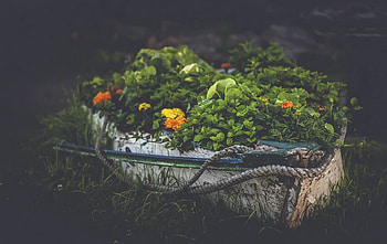 Depth of Nature, boat, plant, nature, flowers HD wallpaper