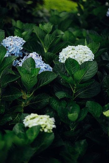 Flowers, Leaves, Bush, Hydrangea HD phone wallpaper