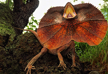 Frilled-neck lizard quirks, Cute reptile facts, Earth's reptilian wonders, Playful personalities HD wallpaper