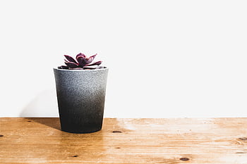 A beautiful, minimalist succulent in a pot on a wooden table with ample white background space. HD wallpaper