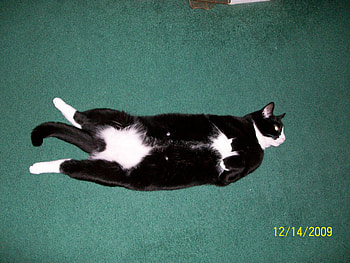 my cat fatty, fatty the cat HD wallpaper