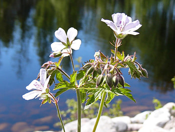 Three flowers, nature, flowers HD wallpaper
