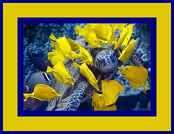 Colorful Yellow Fish and Water Turtle, swimming, turtle, fish, water HD wallpaper