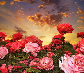 Beautiful Roses, Flowers, Roses, Nature, Sky HD wallpaper