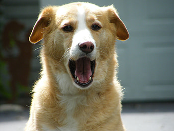 On Fire , dog, sunlight, amber, yawn HD wallpaper