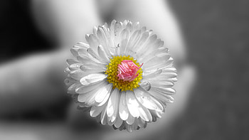 Give a Flower, happiness, friendly, smile, flower HD wallpaper