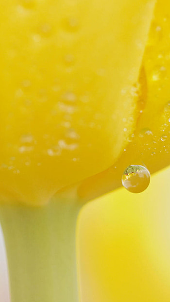 A Yellow, Waterdrop, Yellow Flower HD phone wallpaper