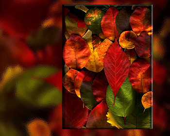 Colour, leaves, leaves, colour, box HD wallpaper
