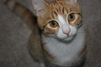 Boris, tomcat, cats, kitten, ginger HD wallpaper