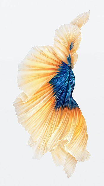 6s still , Static beauty, Captivating ry, Perfect for iOS devices HD phone wallpaper