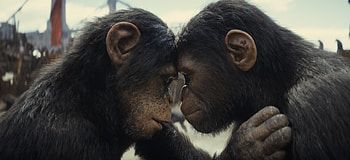 Kingdom of the Planet of the Apes - Intimate Ape Encounter, movie, Kingdom of the Planet of the Apes HD wallpaper