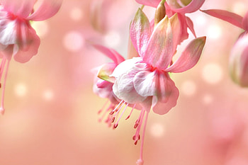 Pink bells, bell, bokeh, pink, white, flower, soft HD wallpaper