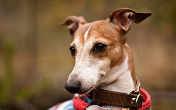 Animals, Dog, Muzzle, Sight, Opinion, Collar HD wallpaper