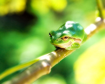 Happy Tree Frog, reptiles, frogs, animals, tree frog HD wallpaper