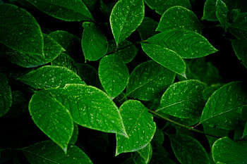 Green Leaf, Dark green leaves, Most popular, Backgrounds HD wallpaper