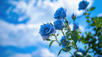 Blue roses under a blue sky, blue, rose, flower HD wallpaper