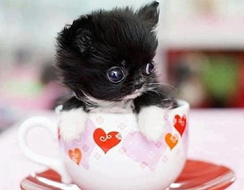 Cup of Kitty Love, kitten, animals, love, cats, hearts, cup HD wallpaper
