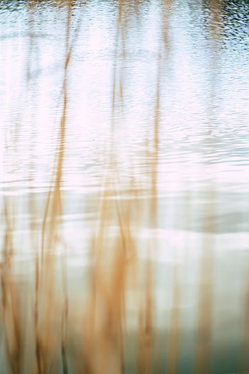 A calming waterscape featuring blurred reeds against a tranquil lake, creating a dreamy atmosphere. HD phone wallpaper