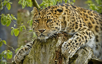 *** Wild cat ***, animal, animals, cats, cat, wild HD wallpaper