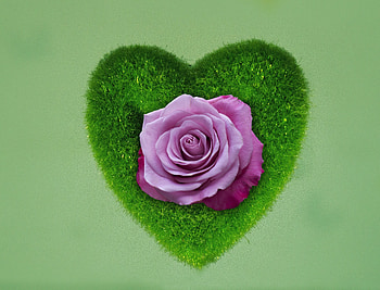 Heart, rose, grass HD wallpaper
