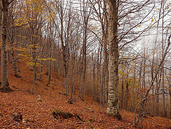 autumn trees, bulgaria, trees, autumn HD wallpaper