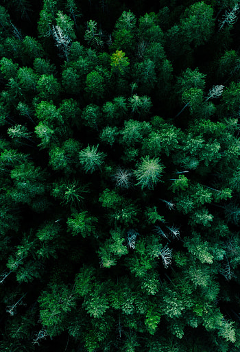 Nature, Trees, View From Above, Top, Forest, Tops HD phone wallpaper