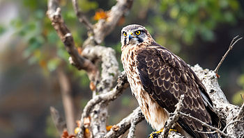 Majestic Hawk Perched: A Stunning Wildlife, hawk, bird of prey, Wildlife, nature HD wallpaper