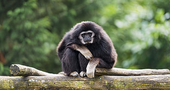 Monkey, monkey graphs, nature , jungle creatures HD wallpaper