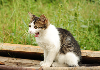 Animals, Grass, Kitty, Kitten, Spotted, Spotty, To Yawn, Yawn HD wallpaper