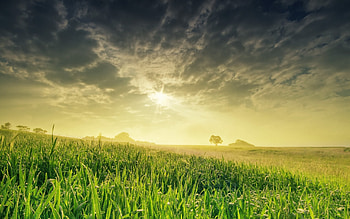 Landscape, Fields HD wallpaper