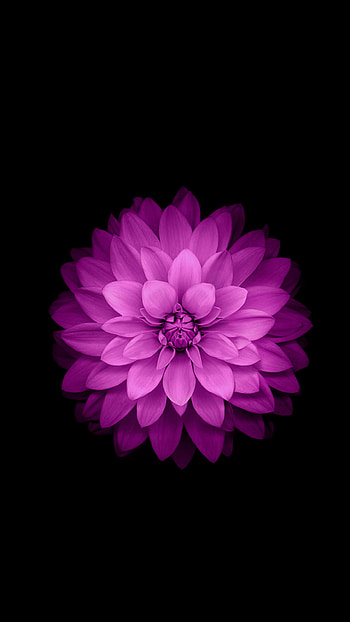 6 Plus Official – Purple Lotus Flower HD phone wallpaper