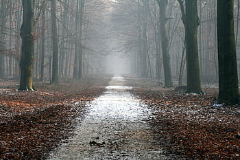 A misty forest pathway surrounded by towering trees and fallen autumn leaves. HD wallpaper