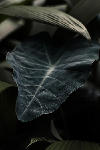 Plant, Macro, Dark, Blur, Smooth, Close-Up, Sheet, Leaf HD phone wallpaper