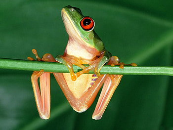 HANG IN THERE THE WEEKEND IS ALMOST HERE, graphy, green, hanging, leaf, frog HD wallpaper